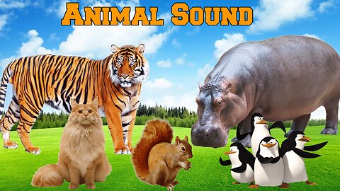 Naughty Farm Animal Moments: Tiger, lion, rabbit, kanguru, cow, sheep