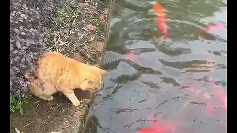 funny pet video new funny animals cat 2024 new video