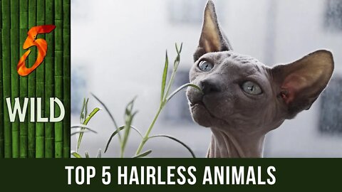 Top 5 Hairless Animals That You Do Not Know About | 5 WILD