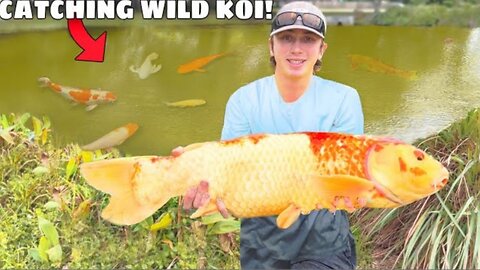 Catching EXPENSIVE Koi Fish in the WILD!