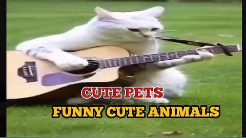 Cute Pets | Funny Cute Animals