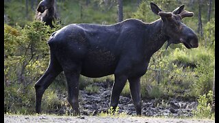 Vacation Season Cautions: Large Animals Can Be Dangerous