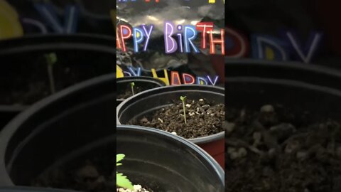 L.E.D. Bulbs to Grow light + Seedling 🌱 update & more