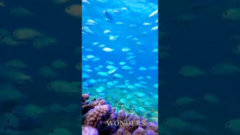 Fishes 🐠 Enjoys Ocean Life#wonders #fish #seacreature #sea #beautiful #wow #shorts #sea #underwater