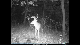 Bucks and does. 2022 Fall food plot video 5