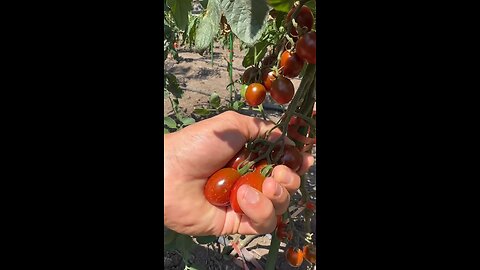 Farm-to-table bruschetta