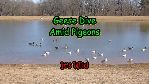 Geese Dive Amid Pigeons