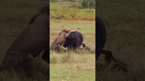 Lions Attack Buffalo #shorts