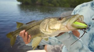 Tampa Bay Topwater Snook Fishing - Rapala Skitter Walk Destroyed!