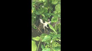Cat Hides in Tree from Doberman