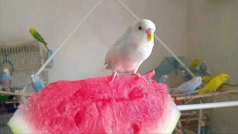 Budgie sitting on Watermelon