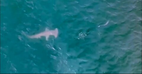 Hammerhead attacks fish off Jupiter, Florida coastline