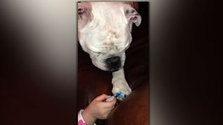 Bulldog Gets A Spa Day