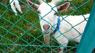 Solar Goats in Japan