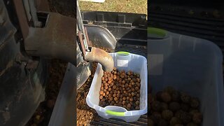 Homemade walnut huller. #parlusk #blackwalnut #diy #homesteading