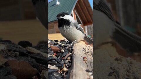 Good morning from ALASKA!🤍 #HomeFreeAlaska #Alaska #OffGrid #BlackCappedChickadee #Shorts