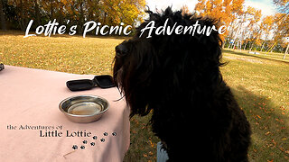 Puppy on a Picnic