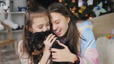 Two teenage girls in a room with a Christmas tree hug and caress a cute little Yorkshire terrier