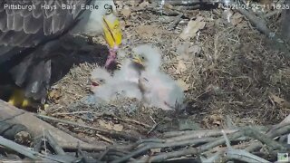 Hays Eagles H15 first feeding! 2021 03 27 11:17AM