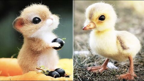 Cutest baby animals Videos Compilation Cute moment of the Animals - Cutest Animals