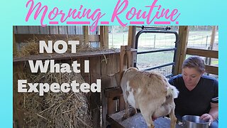 NEW Morning Feeding/ Milking Routine