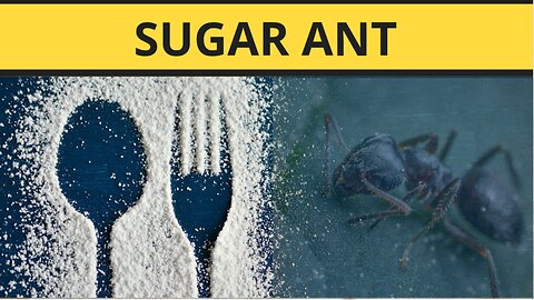 An Awesome Behavior of Sugar Ant