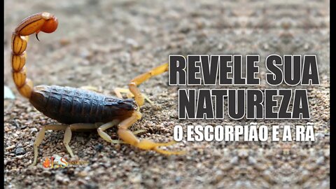 REVELE SUA NATUREZA (o escorpião e a rã)