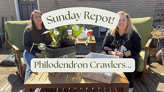 Sunday Repot ….Philodendron Crawlers - McDowell, Pastazanum and Gloriosums!!