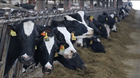 Small dairy farmers are struggling, big dairy is thriving in Wisconsin