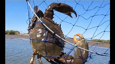 Catch - BIG MUD CRABS | Cooking Crabs!