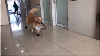 Golden Retriever Thinks Vet's Office Is A Playground