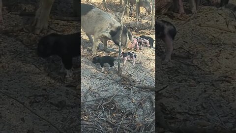 piglets born