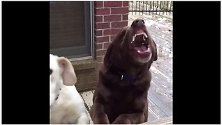 Dog Pulls Adorable Guilty Face After Tearing A Box Of Owner’s Childhood Toys