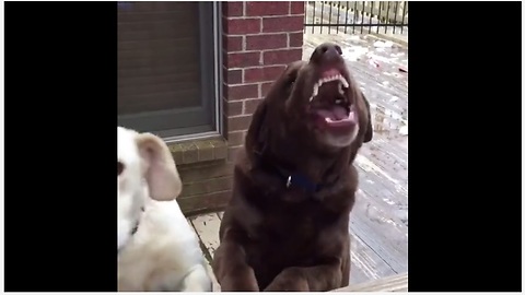 Dog Pulls Adorable Guilty Face After Tearing A Box Of Owner’s Childhood Toys