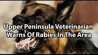 Upper Peninsula Veterinarian Warns Of Rabies In The Area