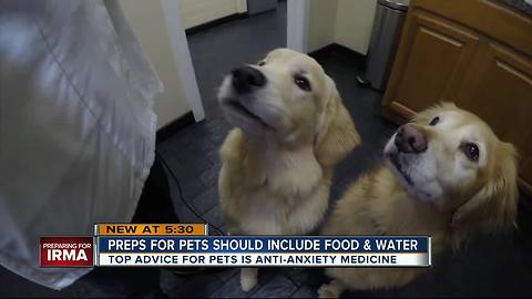 How to prepare your pets before Hurricane Irma