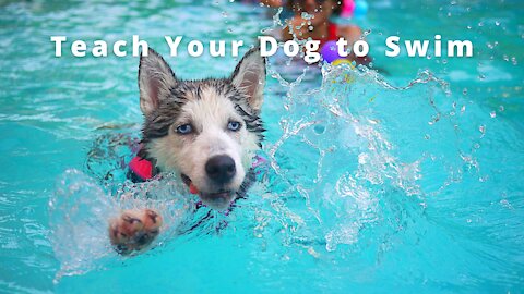 Teaching Your Dog How To Swim