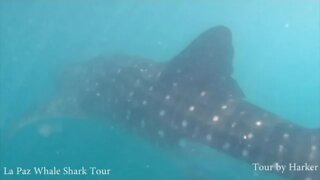 La Paz Whale Shark Tour