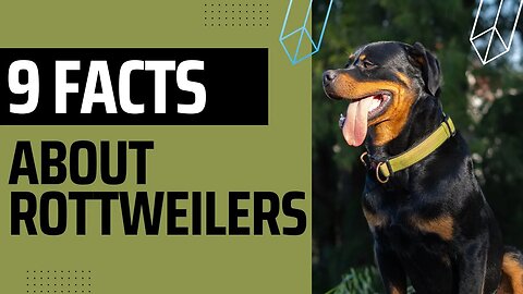Nine interesting Facts about Rottweilers.