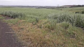 SOUTH AFRICA - Durban - Sugar cane in the wind (video) (WN9)