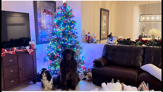 Newfy, Cavalier, & Ragdoll Christmas Photo Attempt