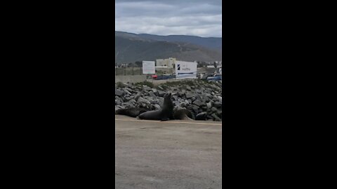 Seals relaxing