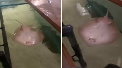 Stingray swims upside-down so he can spit water out of enclosure