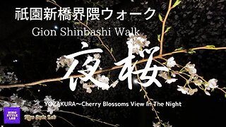 YOZAKURA～Cherry Blossoms View In The Night～ Gion-Shinbashi Walk 祇園新橋界隈の夜桜を楽しもう！ ＃夜桜、＃祇園新橋、＃京都、＃大和大路