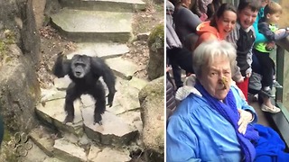 Chimpancé cansado de su cautiverio, lanza excremento a los visitantes al zoo