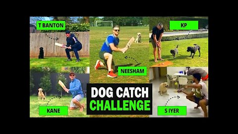 Dog Catch Challenge
