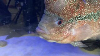 Timmy (Flowerhorn) eats glow fish freind