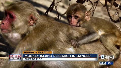 Monkey island in Puerto Rico used for autism research is in danger