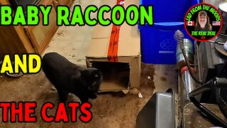 08-02-2023 | Baby Raccoon And The Cats | The Lads Raccoon Vlog-005
