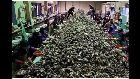 Produces 10 Tons of Oysters per Day. Seafood Mass Production Plant in Korea